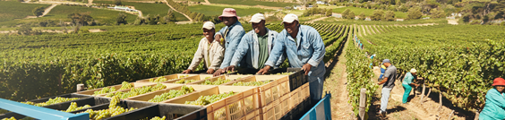 Men on the back of a truck with harvested fruit